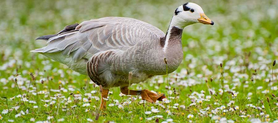 Wildlife & Nature on Location in WWT Washington Wetland Centre, Tyne & Wear