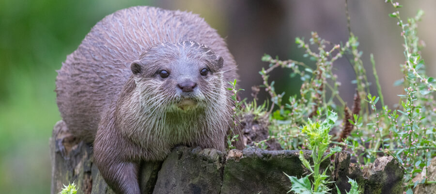 Wildlife & Nature on Location in WWT Washington Wetland Centre, Tyne & Wear