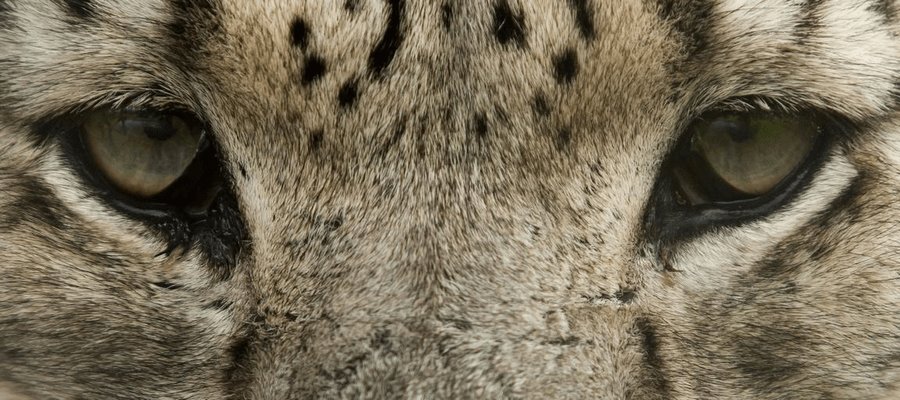 Wildlife Masterclasses in Cat Survival Trust, Welwyn