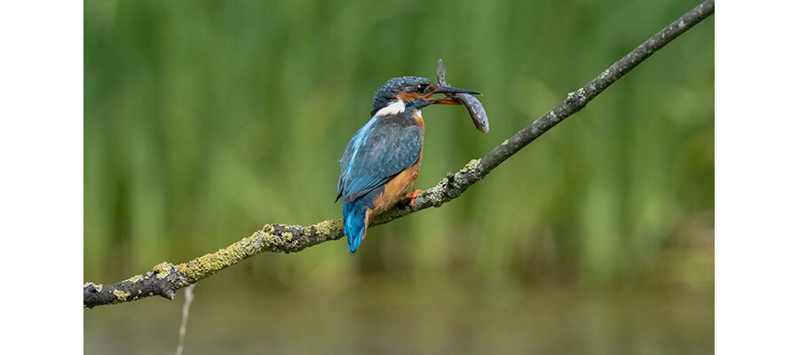 Wildlife Masterclasses in Leeds