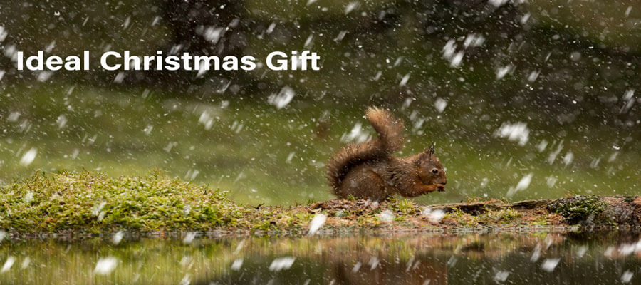 Wildlife Masterclasses in Red Squirrel Hide