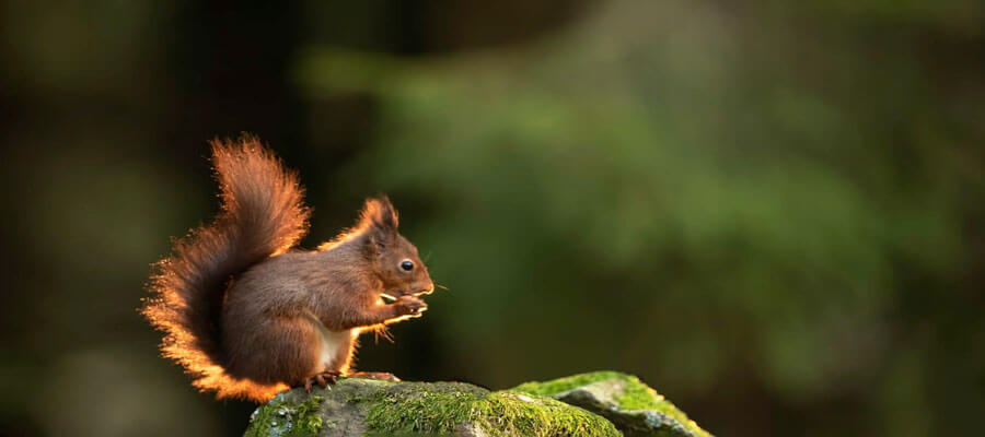 Wildlife Masterclasses in Red Squirrel Hide