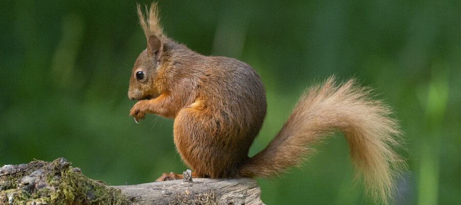 Wildlife Masterclasses in Red Squirrel Hide