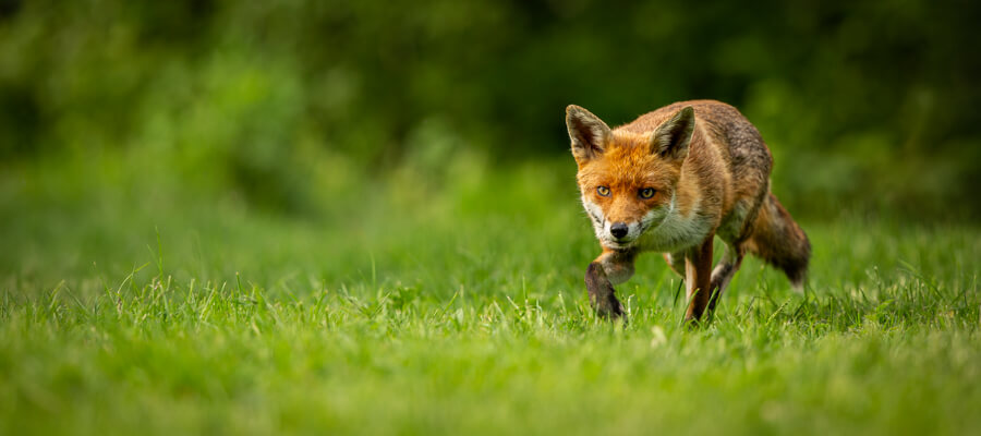 Wildlife Masterclasses in The Fox Hide