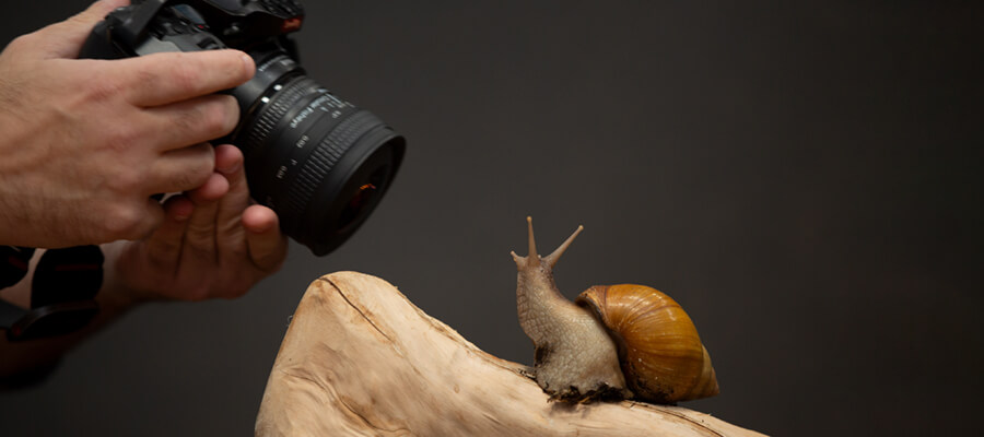 Wildlife Masterclasses in White Post Farm