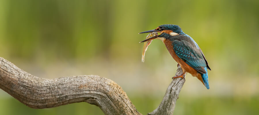 Wildlife Masterclasses in Wildlife Photography Hides