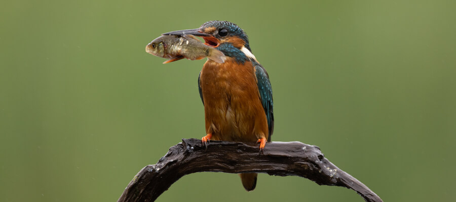 Wildlife Masterclasses in Wildlife Photography Hides