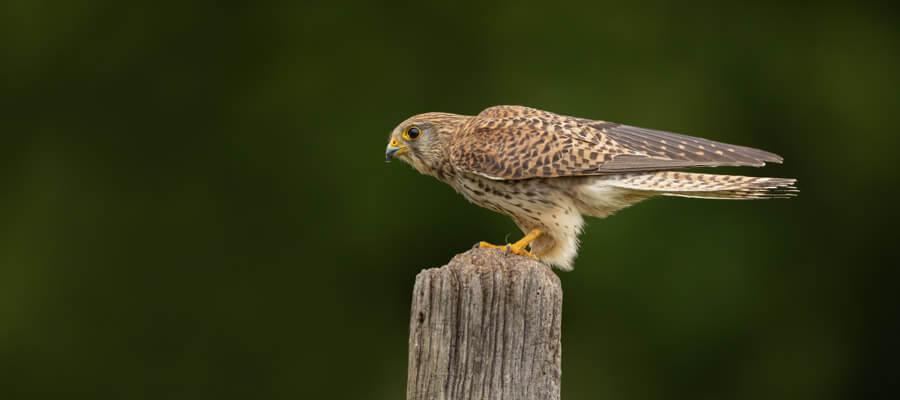 Wildlife Masterclasses in Wildlife Photography Hides