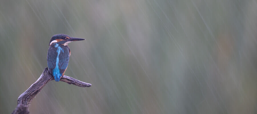 Wildlife Masterclasses in Wildlife Photography Hides