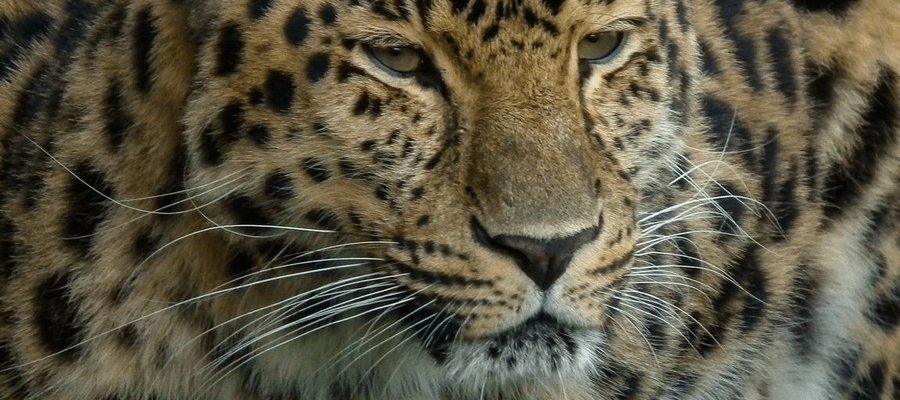 Wildlife Photography in Cat Survival Trust, Welwyn
