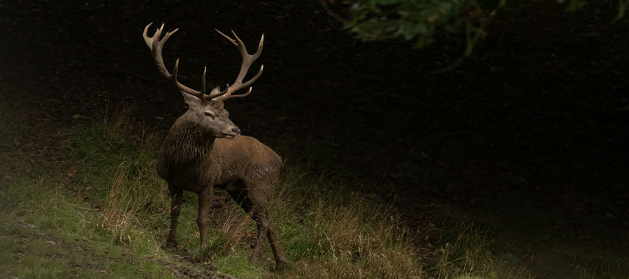 Wildlife Photography in Fountains Abbey, North Yorkshire