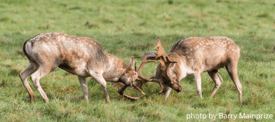 Wildlife Photography in Fountains Abbey, North Yorkshire