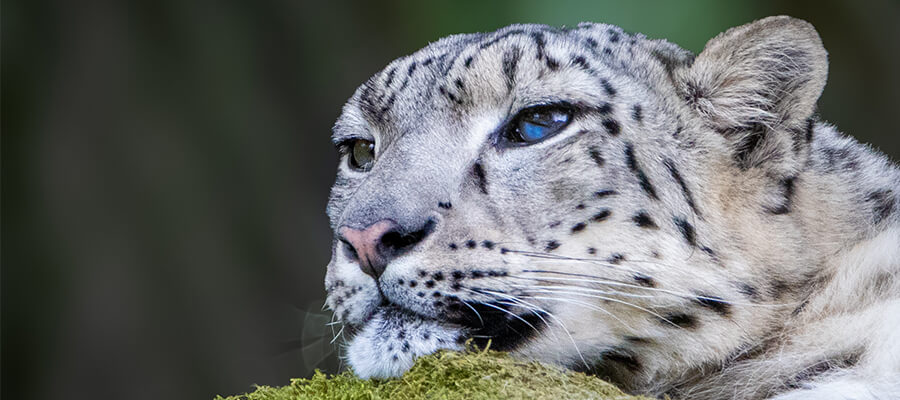 Wildlife Photography in Marwell Zoo, Winchester
