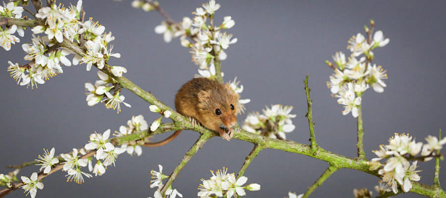 Wildlife Photography in Sheffield