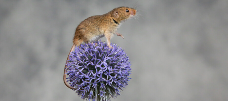 Wildlife Photography in Sheffield