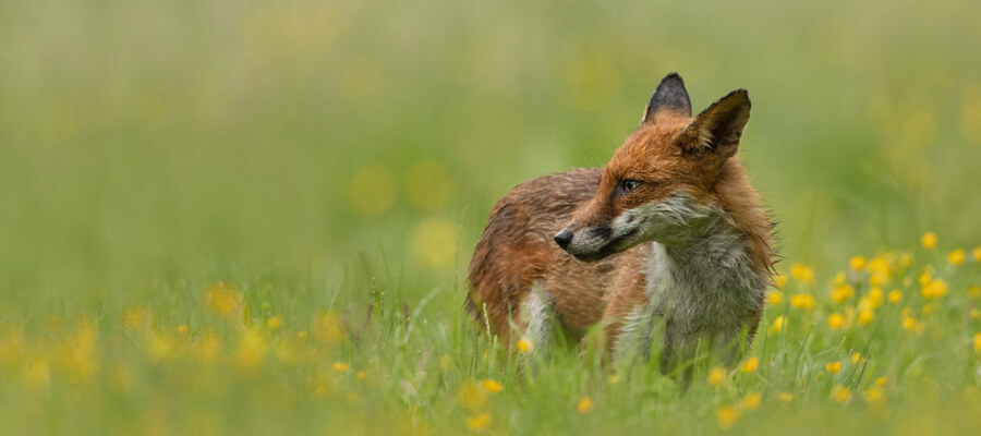 Wildlife Photography in The Fox Hide
