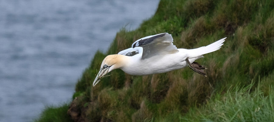 Wildlife Photography in Yorkshire