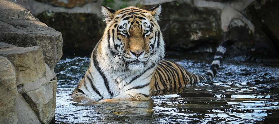 Wildlife Photography in Yorkshire Wildlife Park