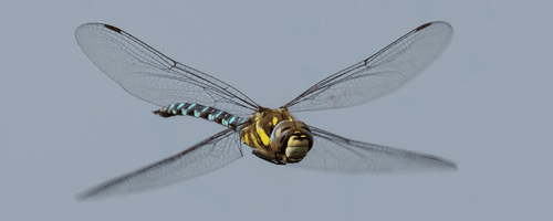 Wildlife Photography Courses Wildlife Photography Workshops Nature Wildlife Photography Courses Wildlife Photography Workshops Nature