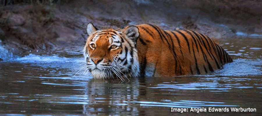 Wildlife Photography Courses and One to one days at Yorkshire Wildlife