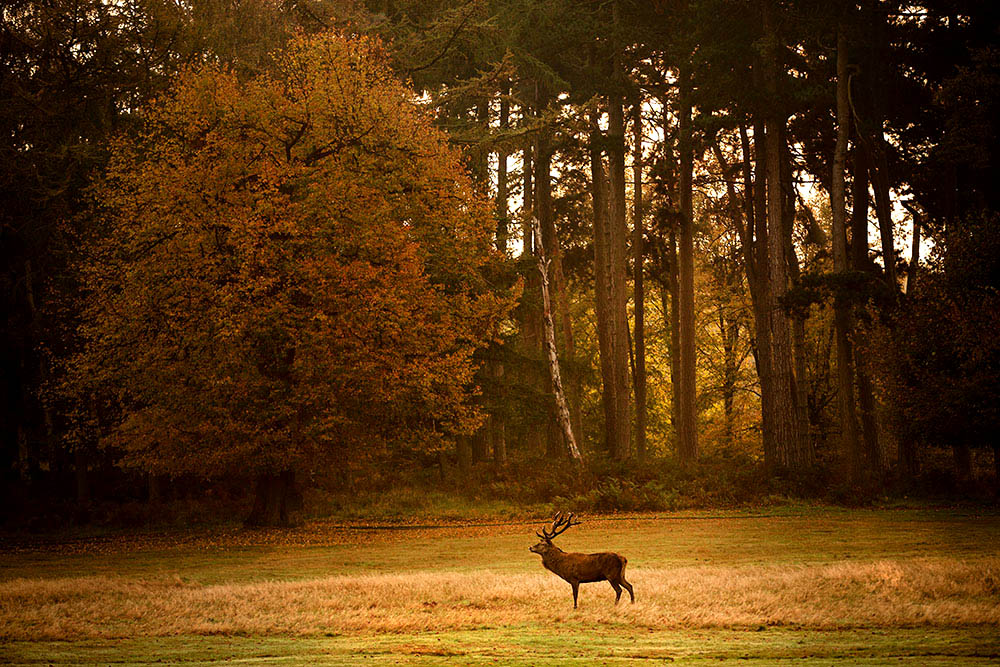 After: Autumn Deer