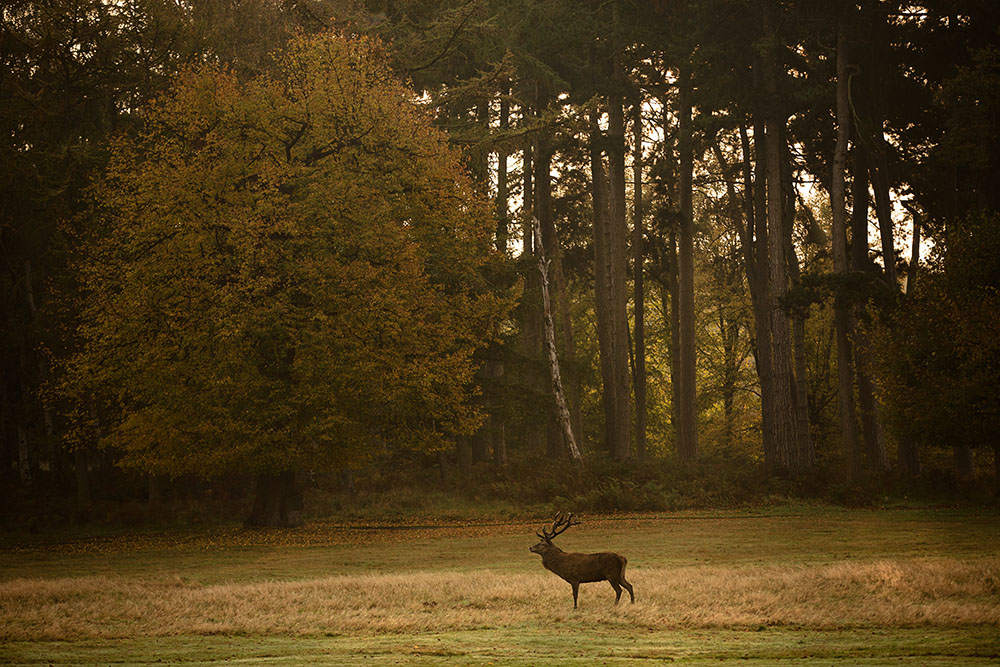 Before: Autumn Deer