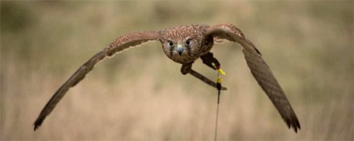 Birds of Prey & Action