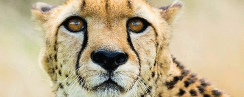 Wildlife Photography