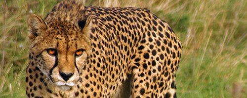 VIP Wildlife Experience Days