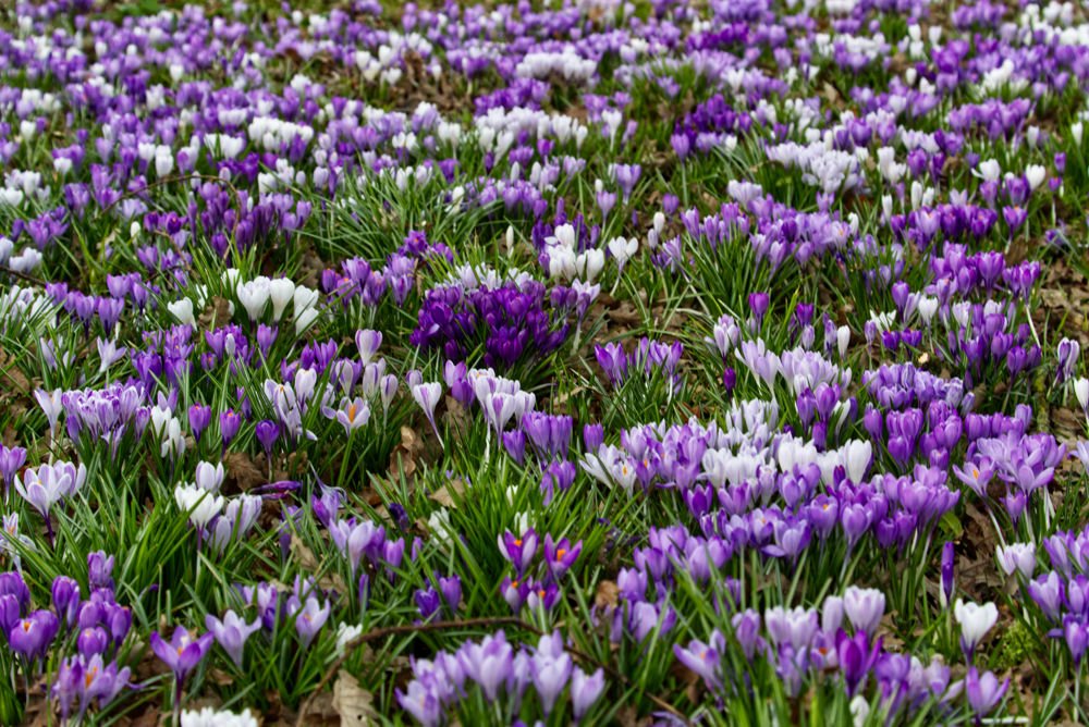 Crocus .jpg