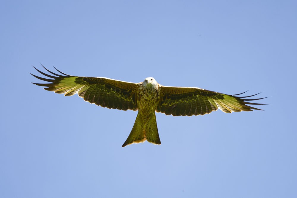Birds of Prey & Action