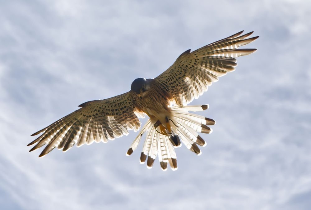Birds of Prey & Action