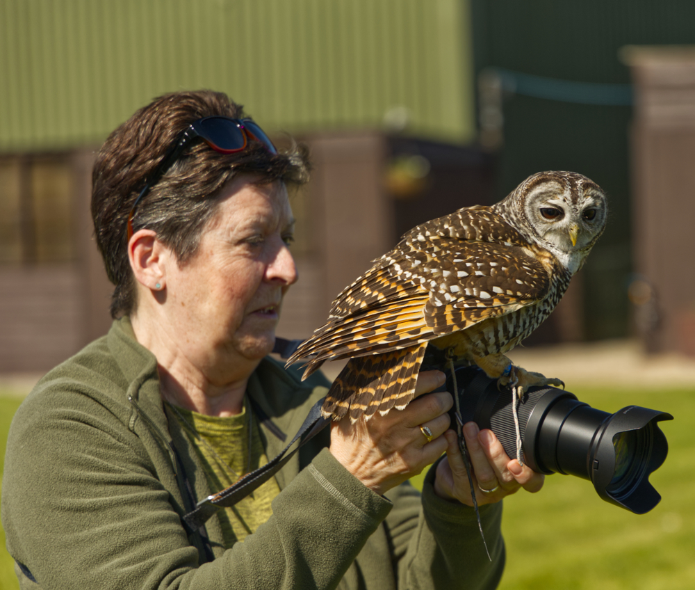 Mere Down Falconry, Wiltshire