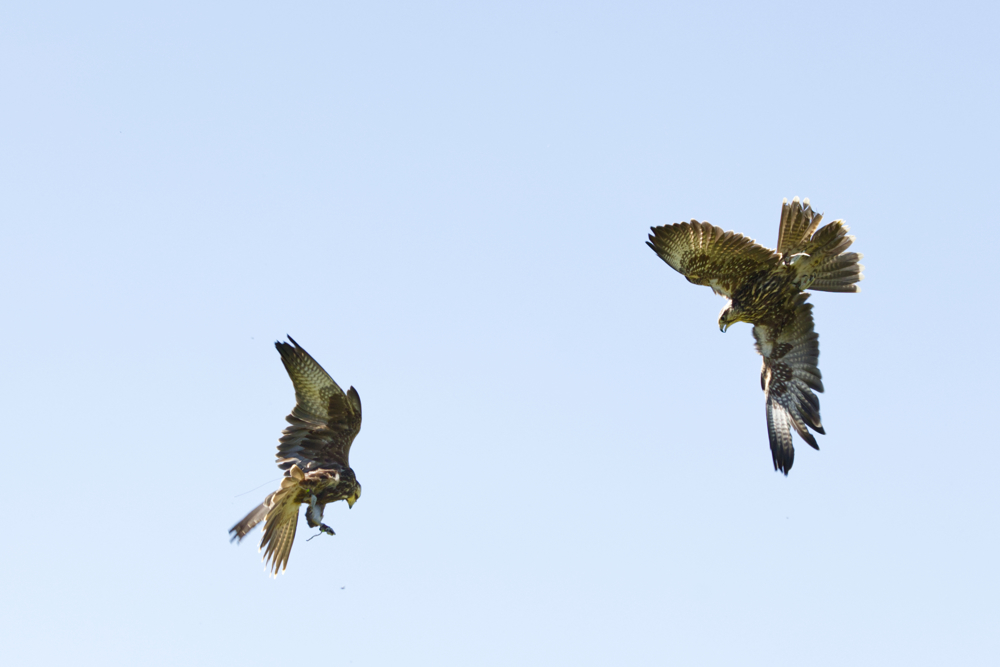Mere Down Falconry, Wiltshire