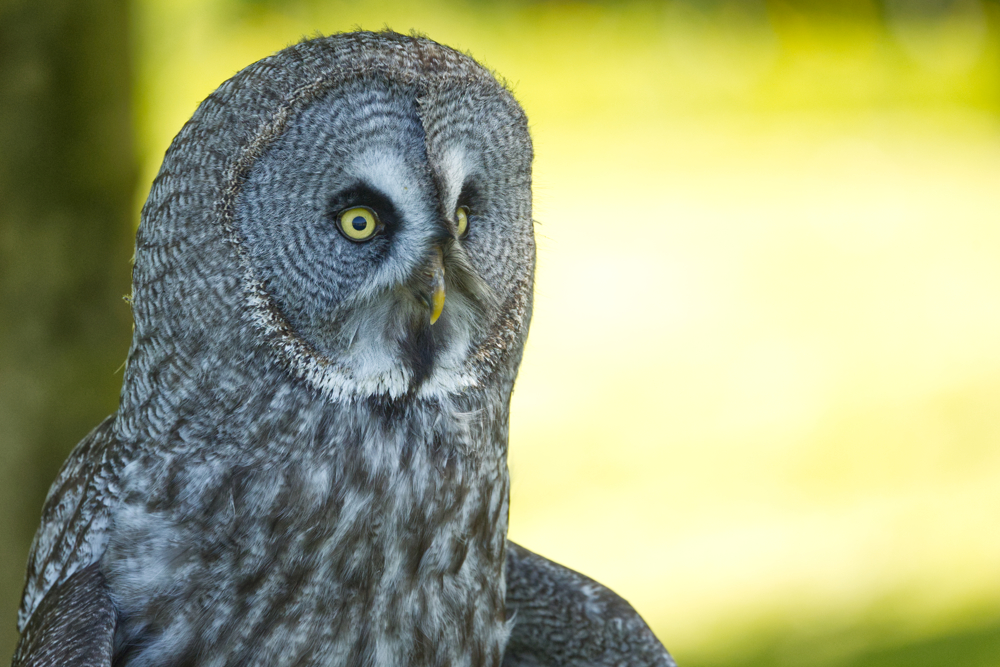 Mere Down Falconry, Wiltshire