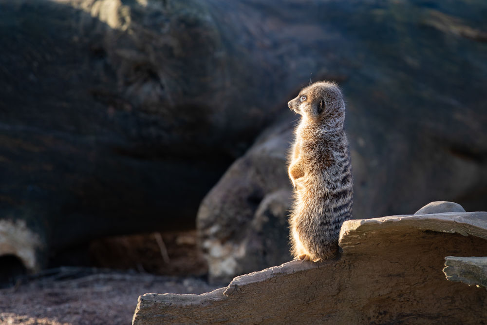 Northumberland Zoo