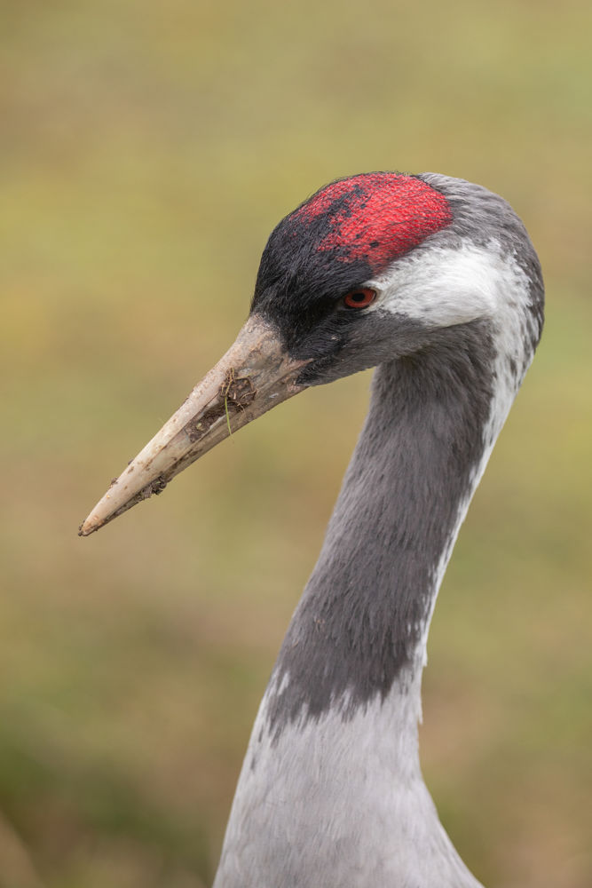 WWT Washington Wetland Centre, Tyne & Wear