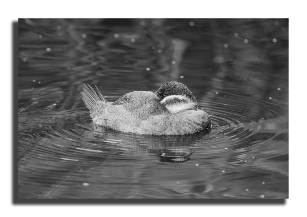 WWT Washington Wetland Centre, Tyne & Wear