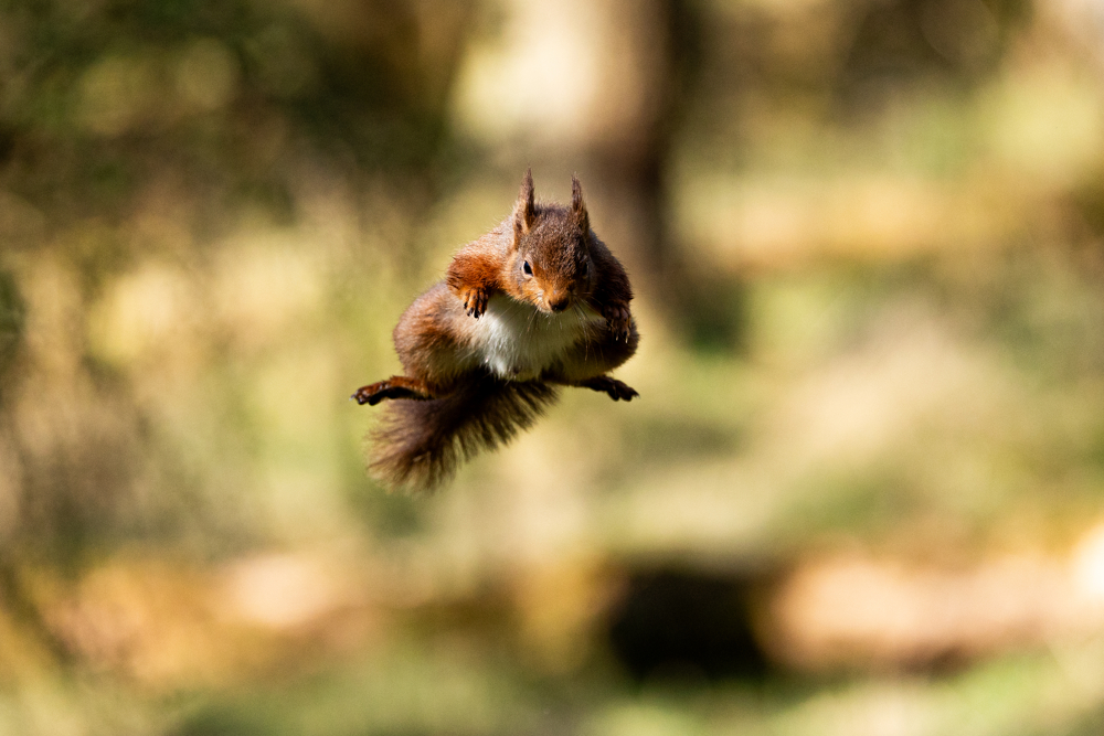 Red Squirrel Hide