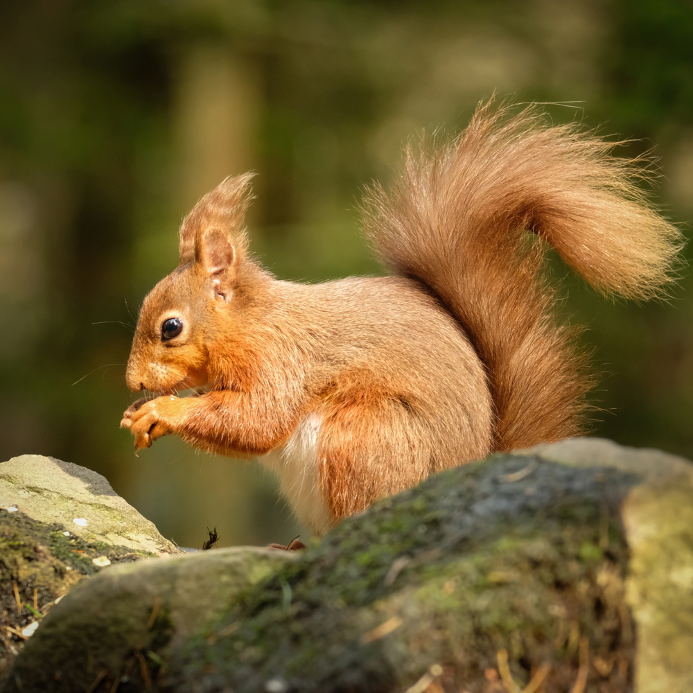 Red Squirrel Hide