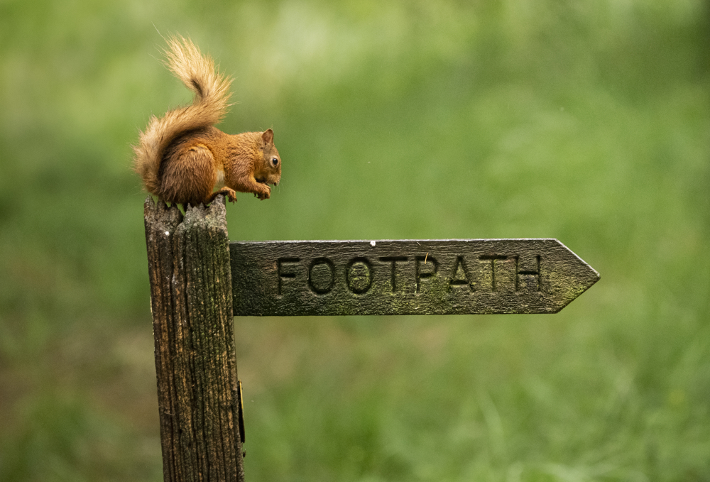 Red Squirrel Hide