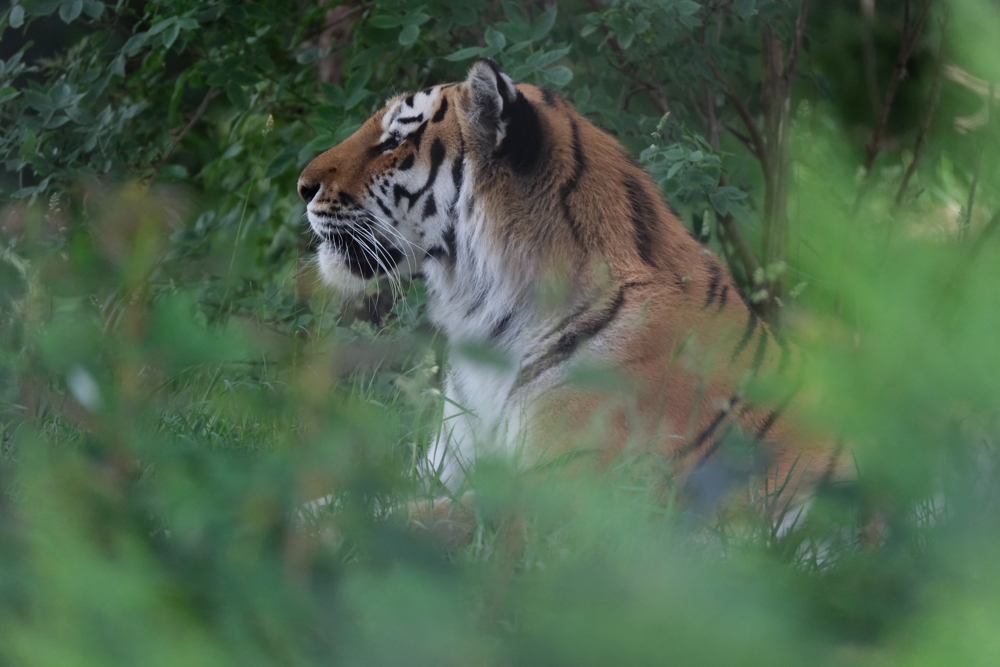 Yorkshire Wildlife Park